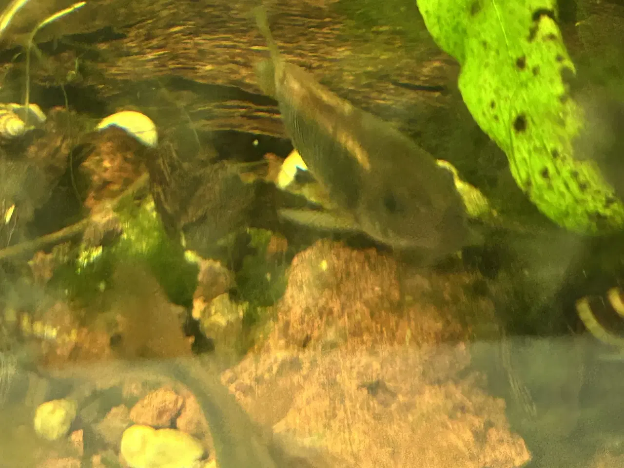 Billede 3 - 🐟 Kobber pansermaller 2-3 cm | Afhentes Viby J