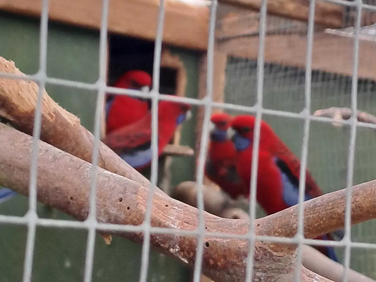 Billede 1 - Penant parakit avlspar