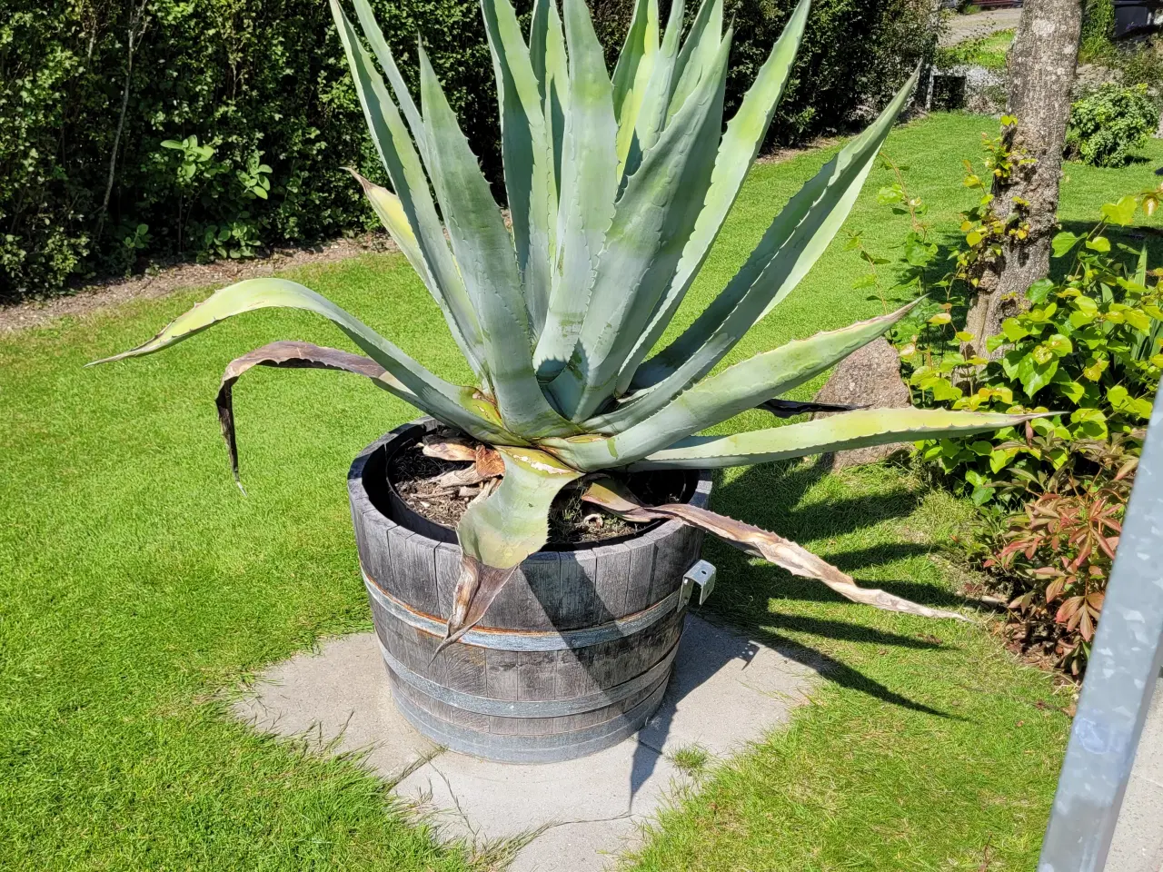 Billede 1 - Agave