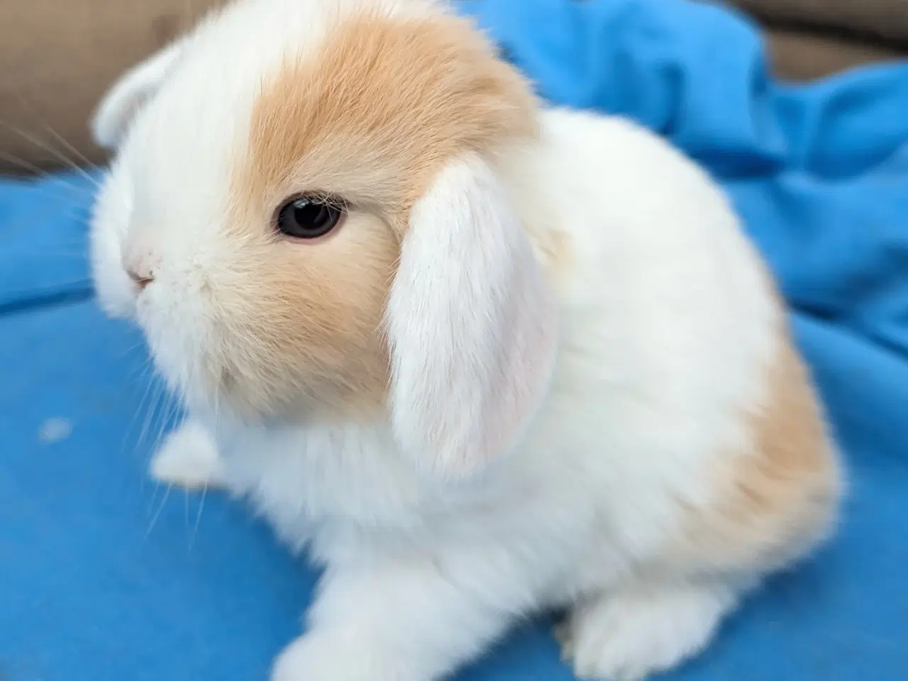 Billede 4 - Minilop kaninunge sælges