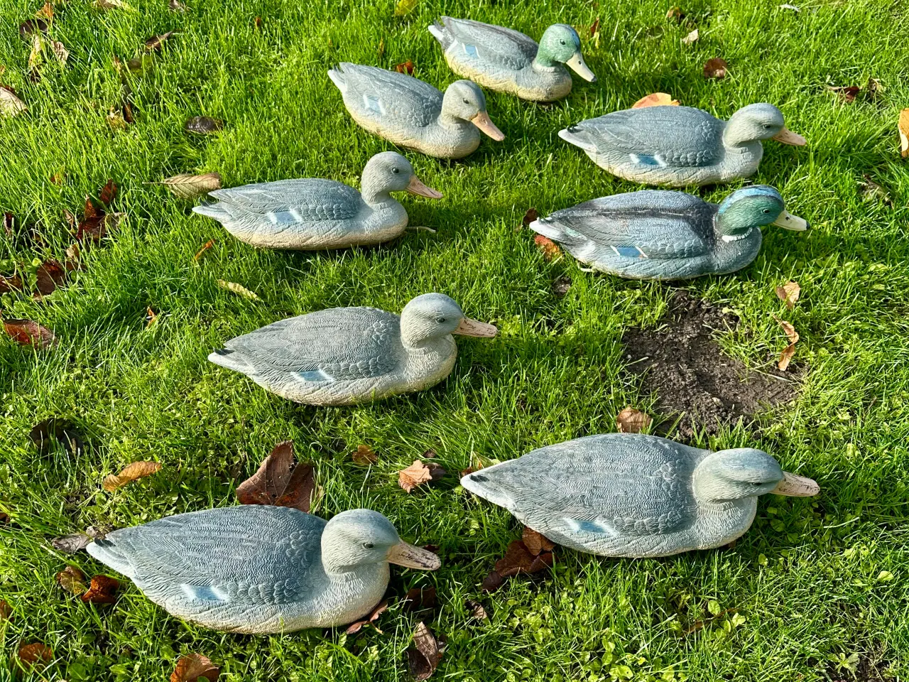 Billede 2 - Lokke ænder og gæs