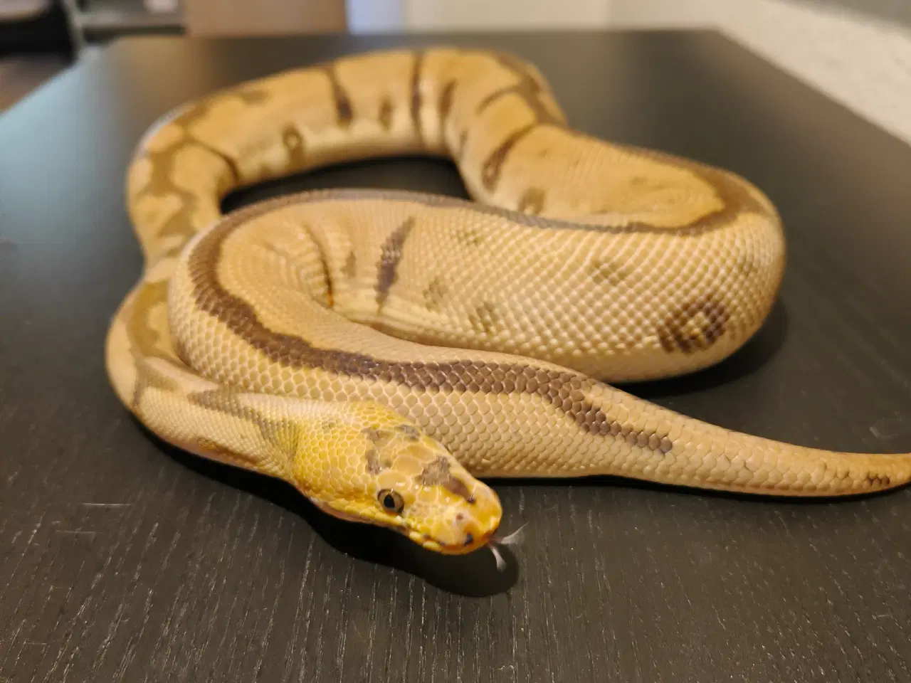 Billede 3 - Konge Python Spotnose Blade Clown 