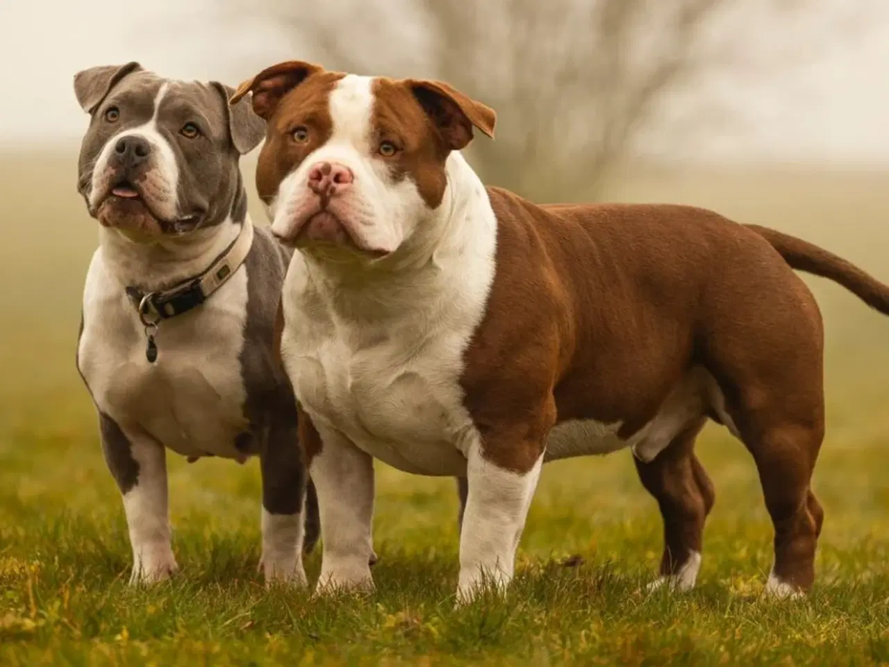 Billede 7 - Vores skønne American bully børn