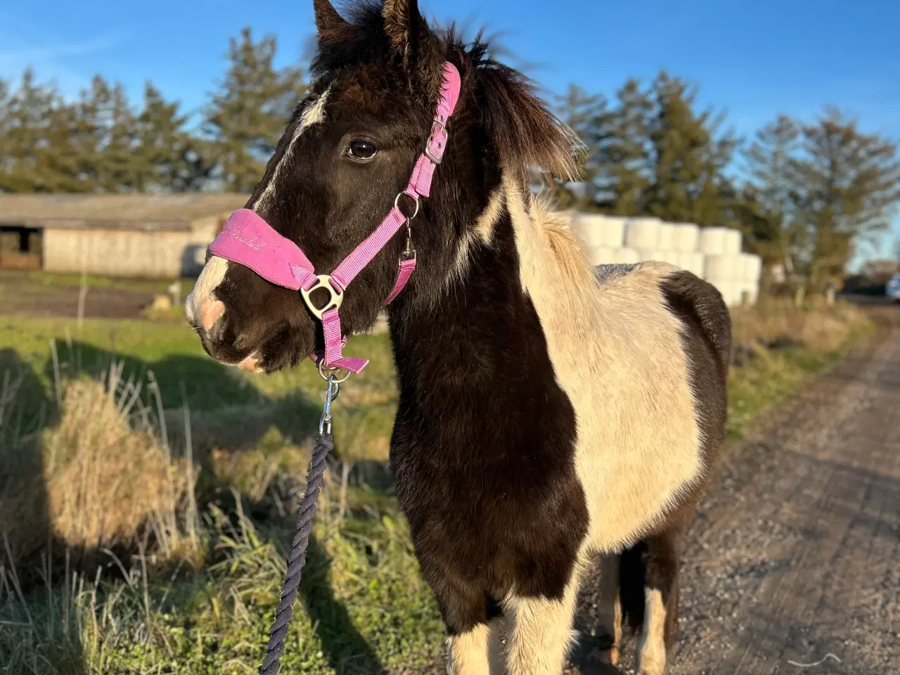 Billede 1 - Smuk islænder unghoppe sælges