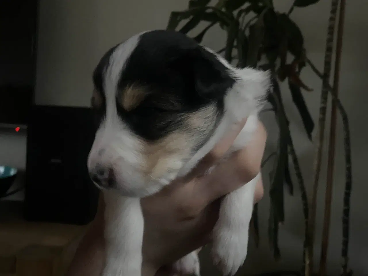 Billede 9 - Border collie/collie hvalpe