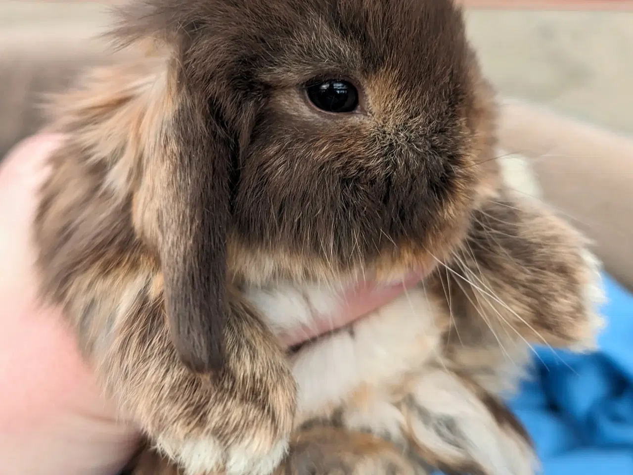 Billede 5 - Minilop kaninunge sælges