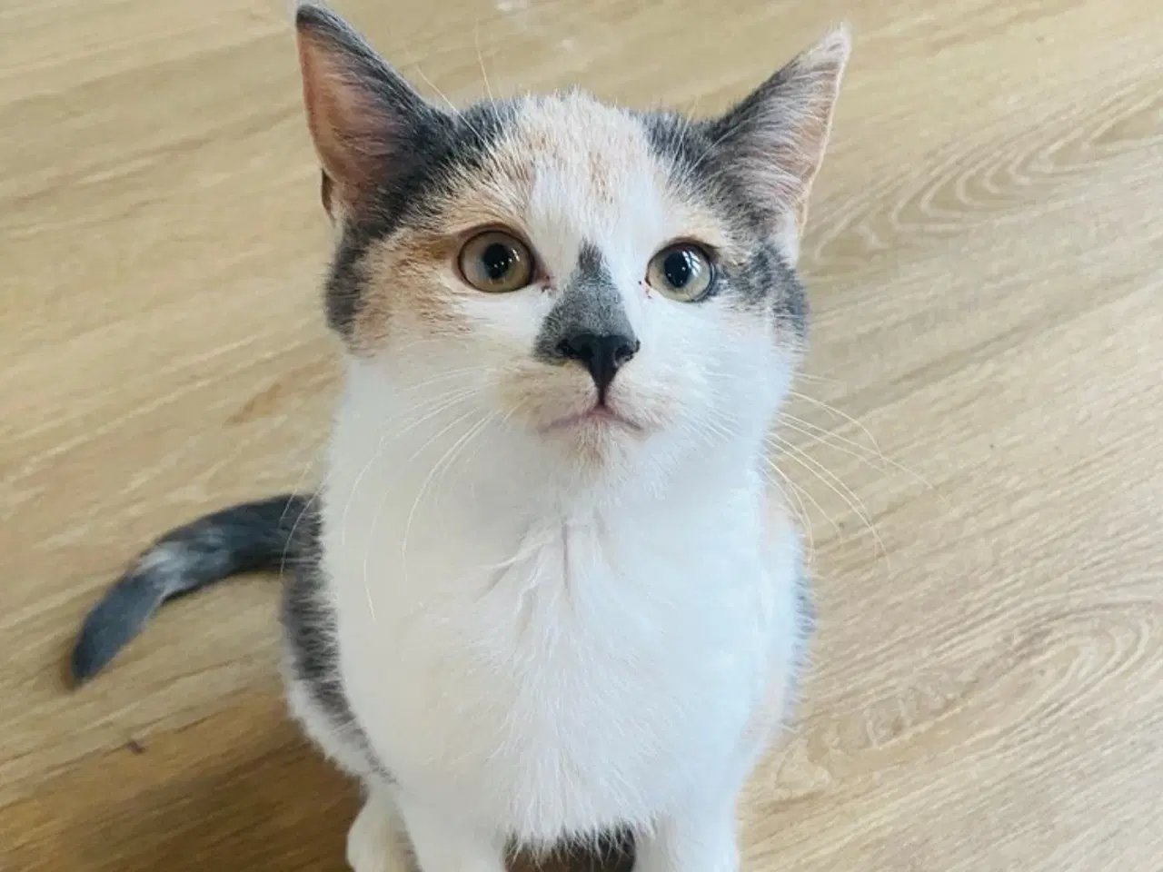 Billede 2 - Søde og kærlige staldkillinger