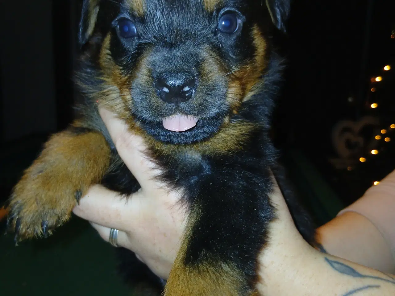 Billede 7 - Ægte Rottweiler 