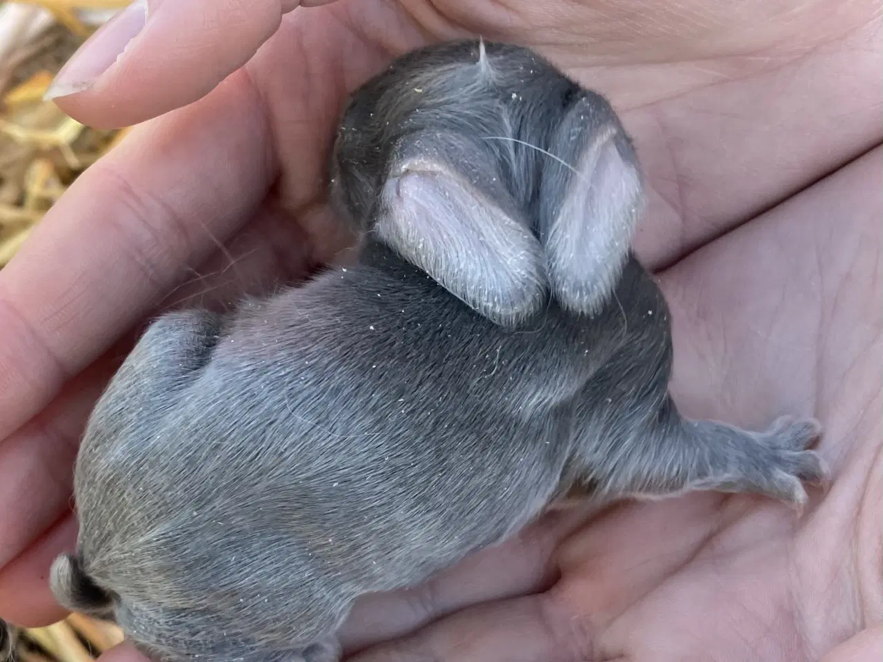 Billede 4 - FRANSK VÆDDER HUN VILDTBLÅ