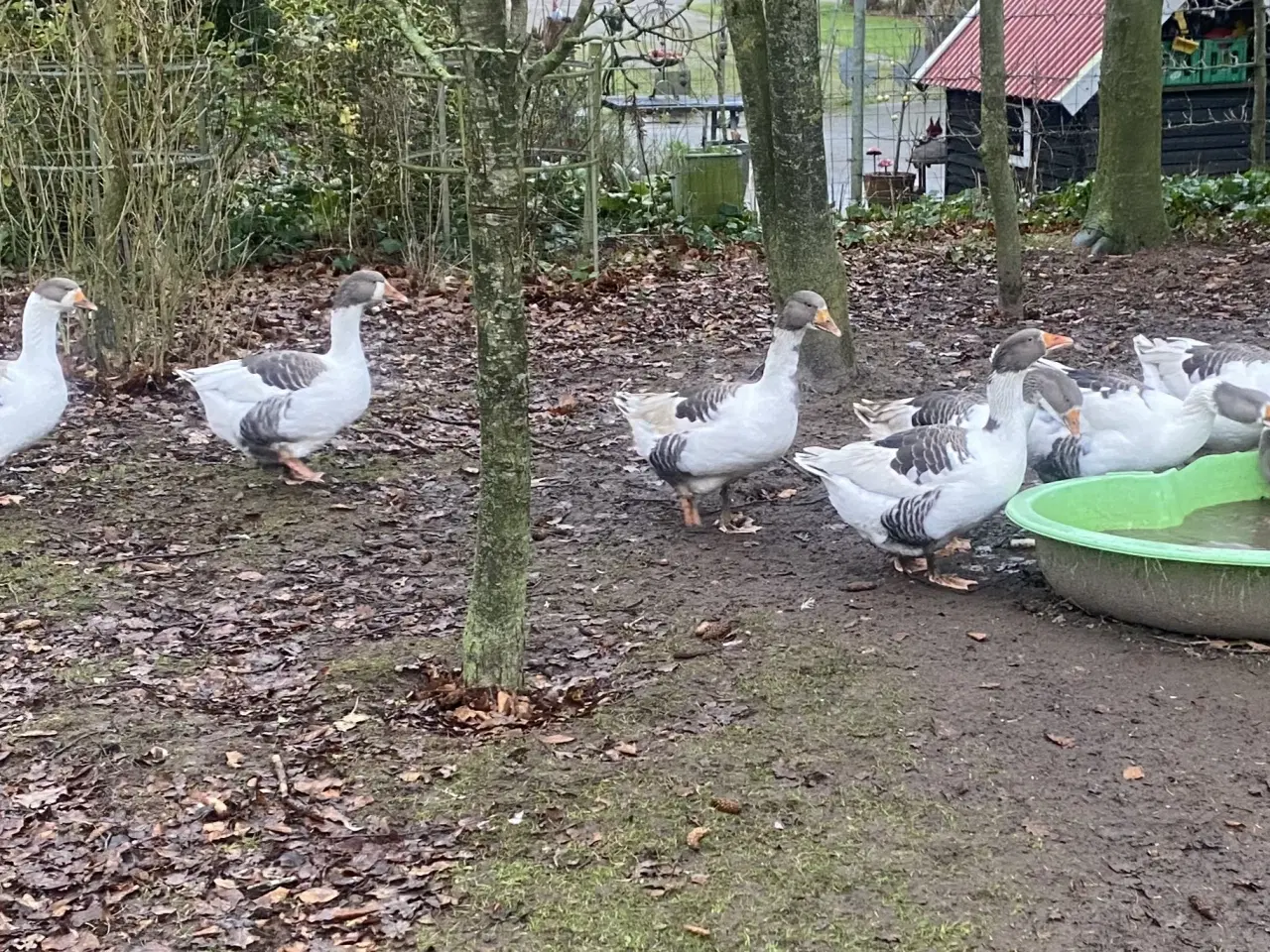 Billede 2 - Gæs. Gammel dansk landrace