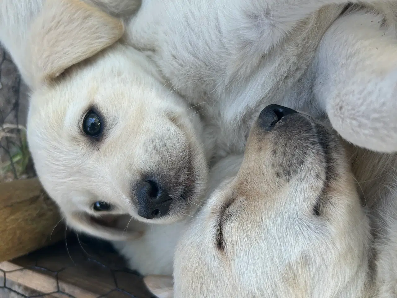 Billede 4 - Golden Retriever/Labrador hvalpe til salg