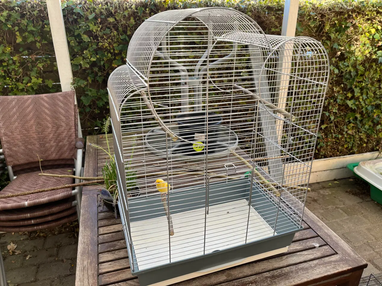 Billede 1 - Kanariefugl med bur