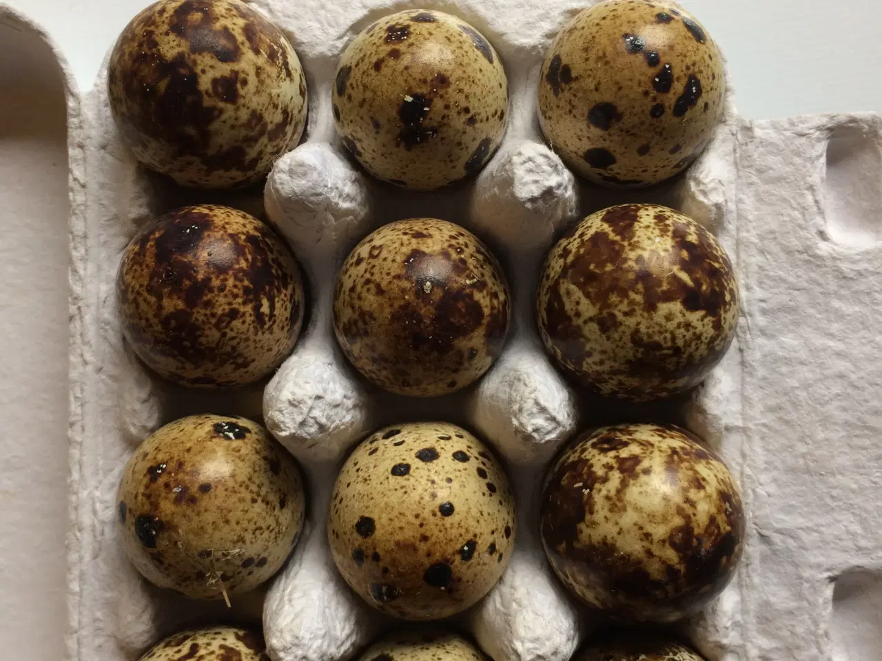 Billede 4 - Vagtel rugeæg fra japanske og franske vagtler