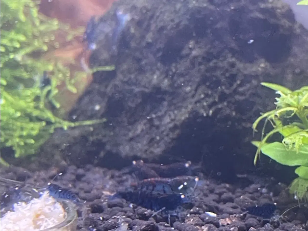 Billede 2 - Akvarie rejer, Blue tiger OE caridina rejer