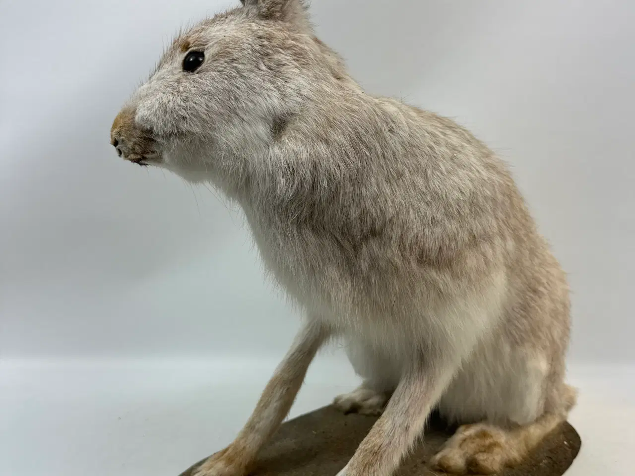 Billede 3 - Udstoppet Snehare