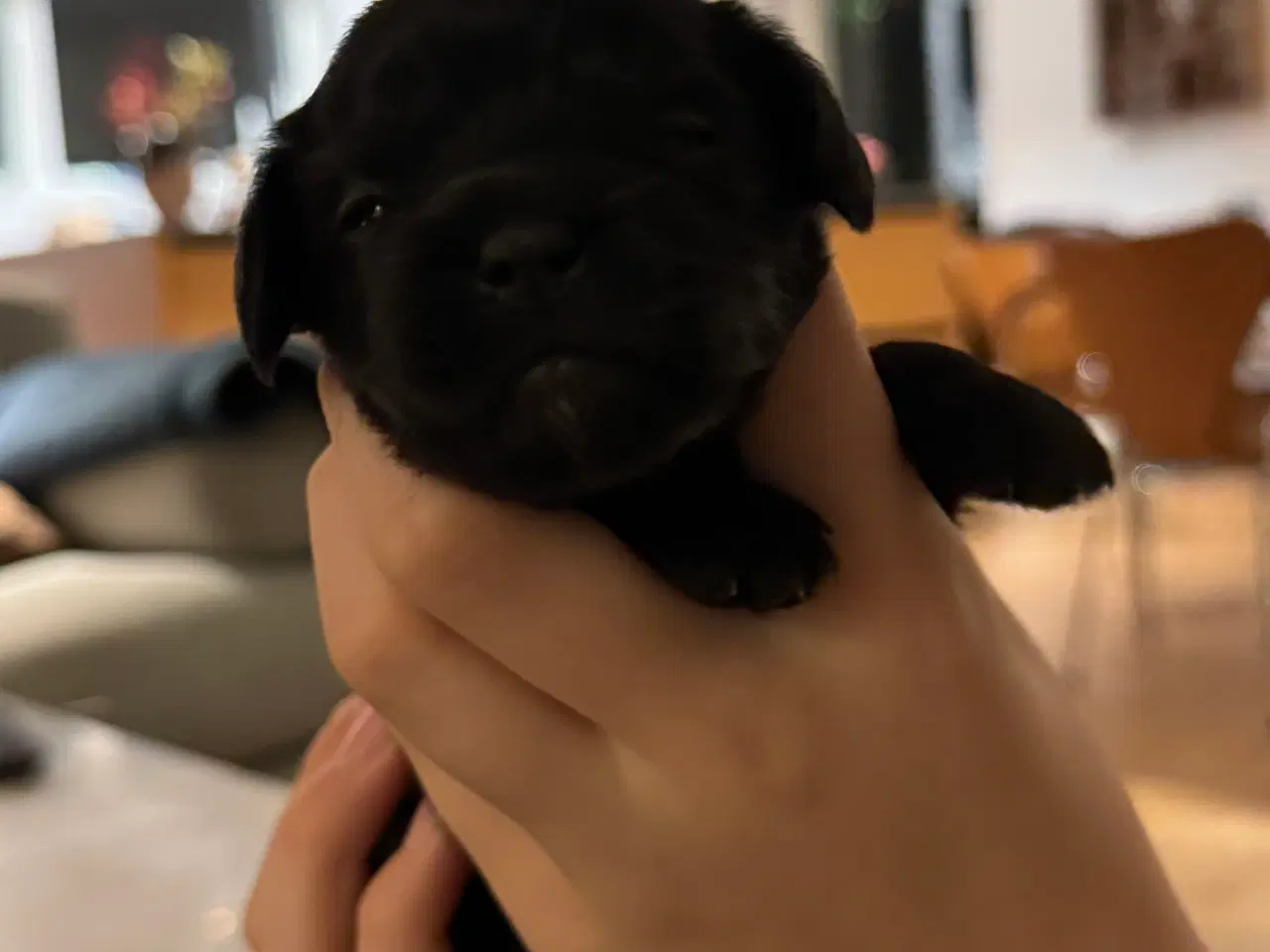 Billede 8 - Shihpoo hvalpe