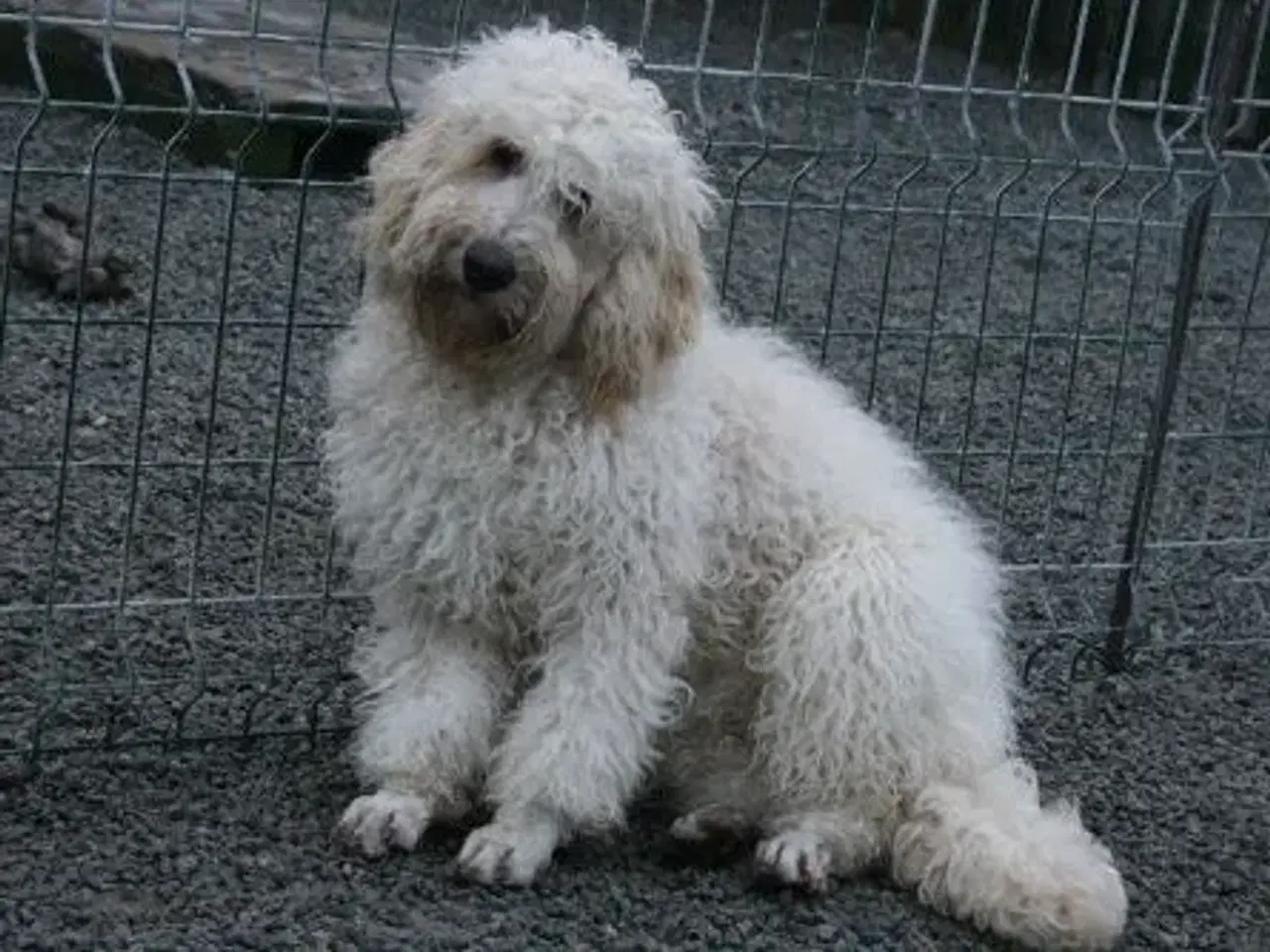 Billede 7 - Goldendoodle og andre doodler