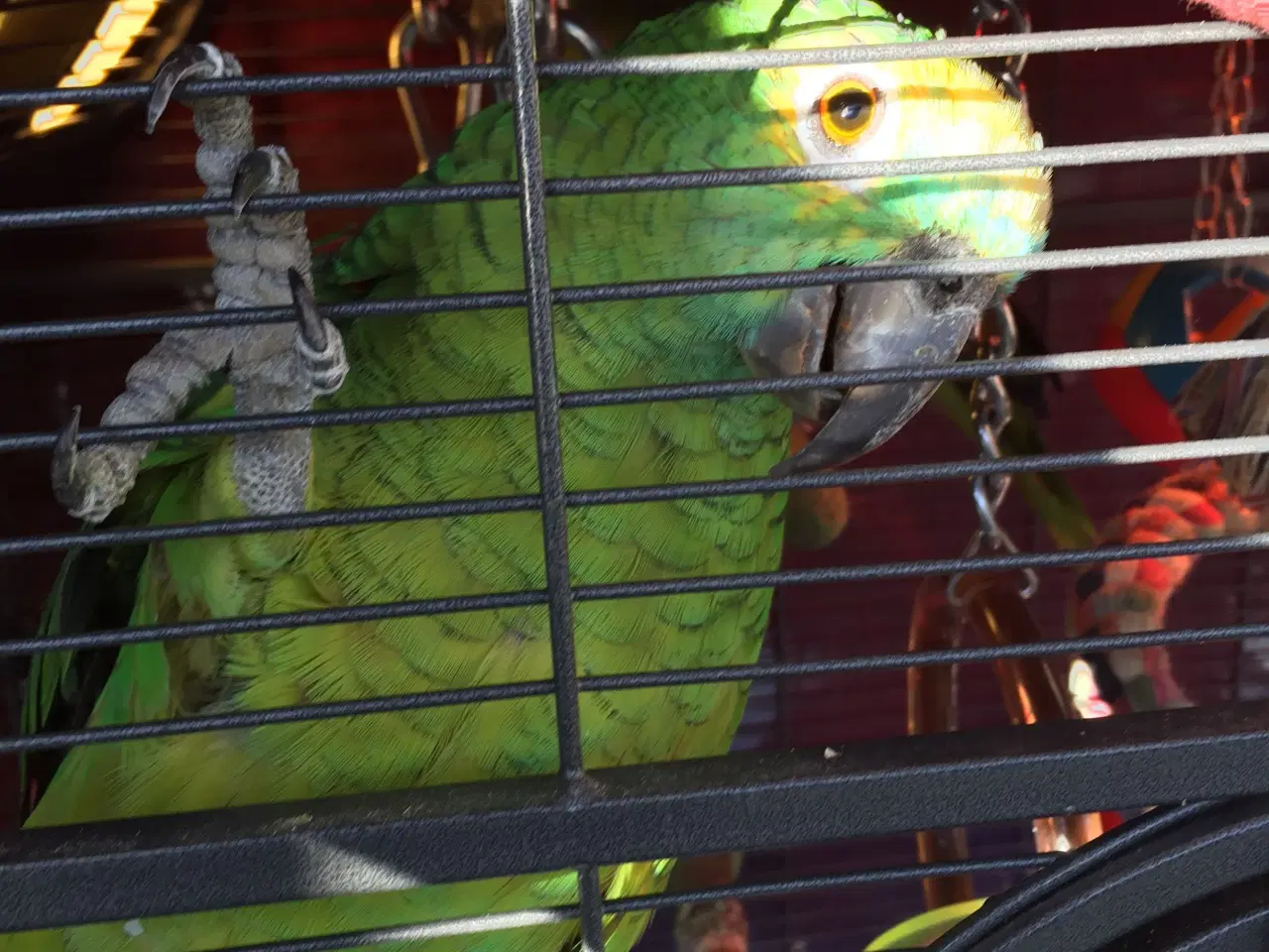 Billede 1 - Papağan amzon blåpand 