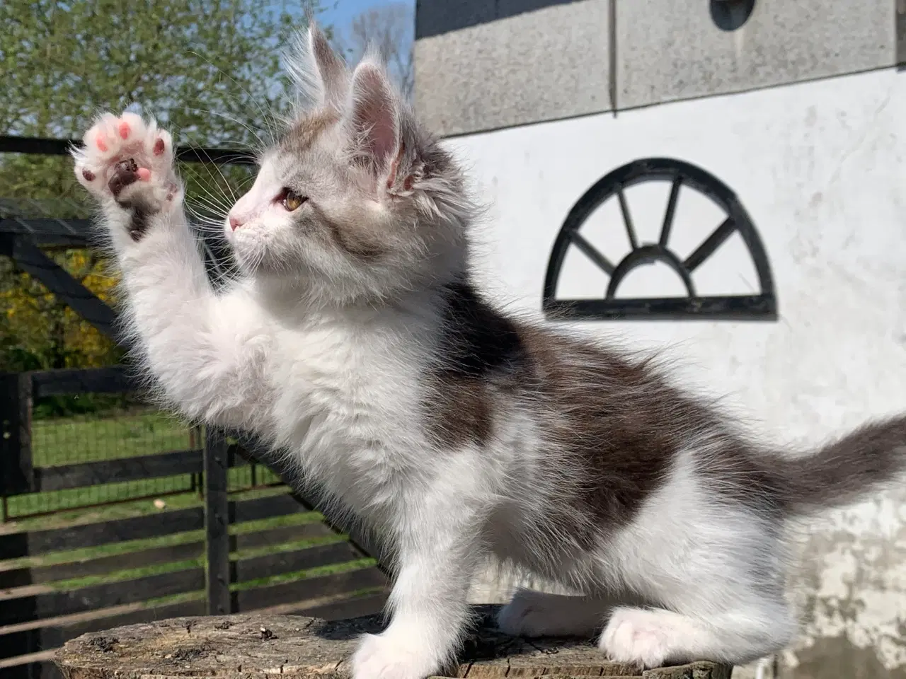 Billede 4 - Maine Coon hun killing med stamtavle