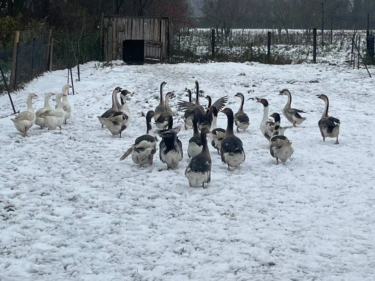 Billede 8 - Gæs til salg til hjemmeslagtning i zone Varde. 