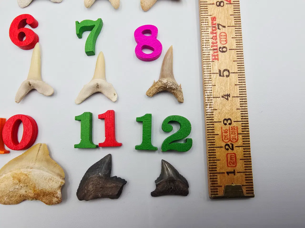 Billede 5 - Forstenede haj tænder sælges til 20,- pr. stk.