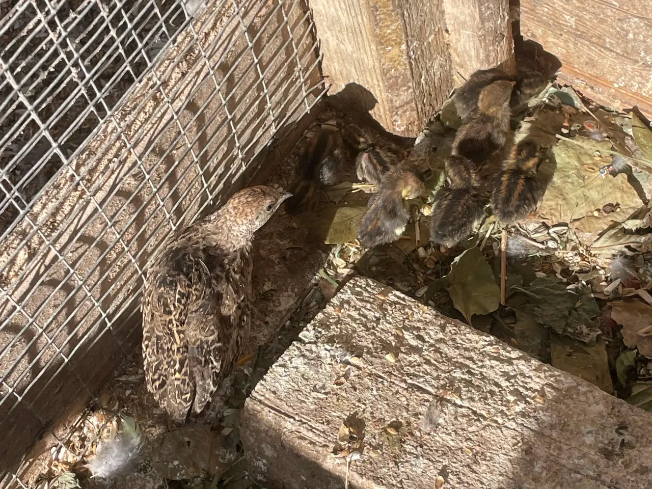 Billede 2 - Kinesiske dværgvagtler