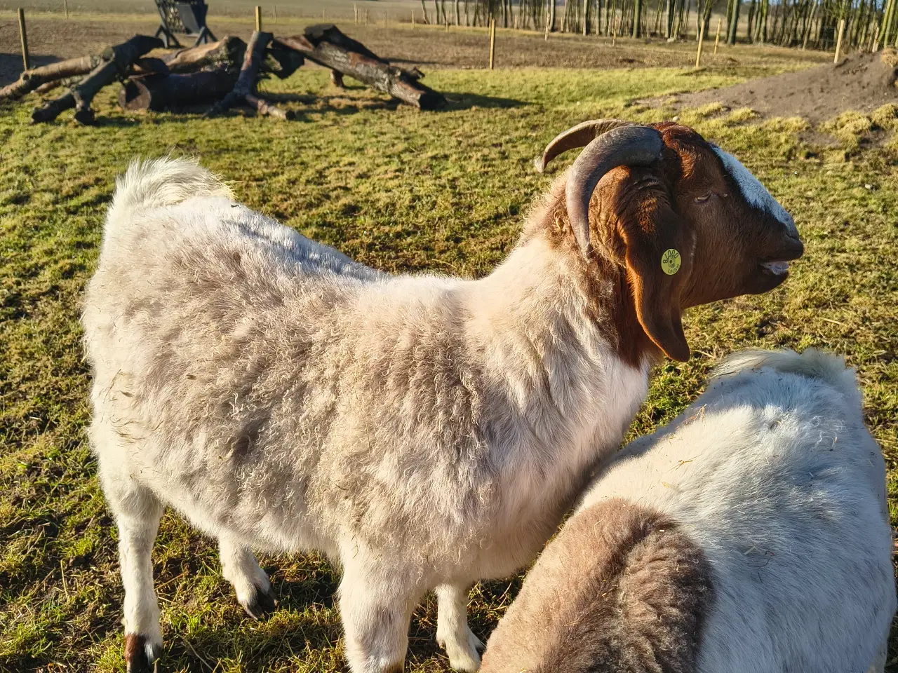 Billede 2 - 2 stk boergeder kasterater 