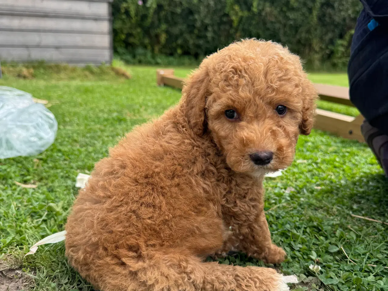 Billede 2 - Goldendoodle babyer 🥰🐾