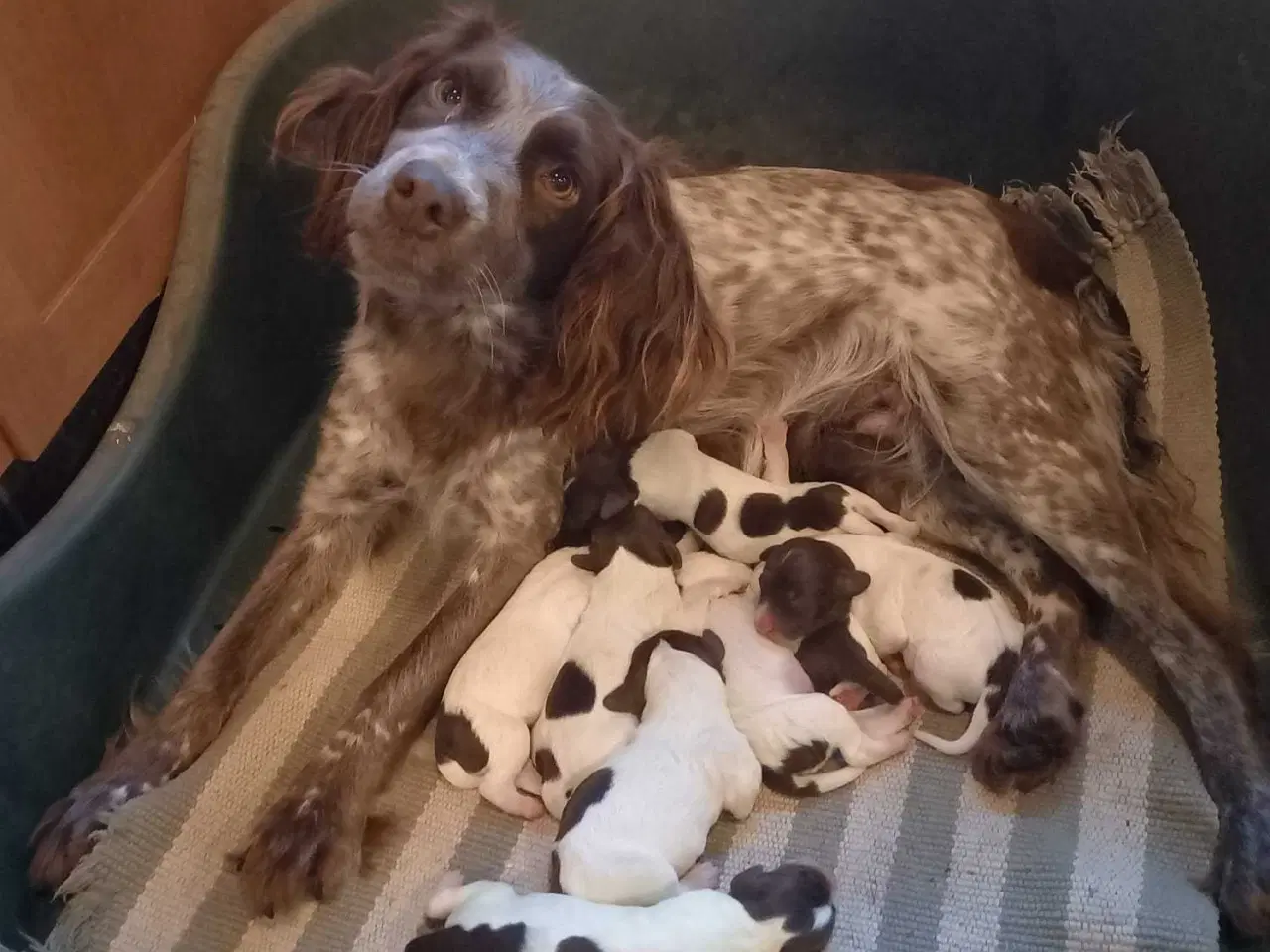 Billede 5 - Sprocker og tysk langhåret 