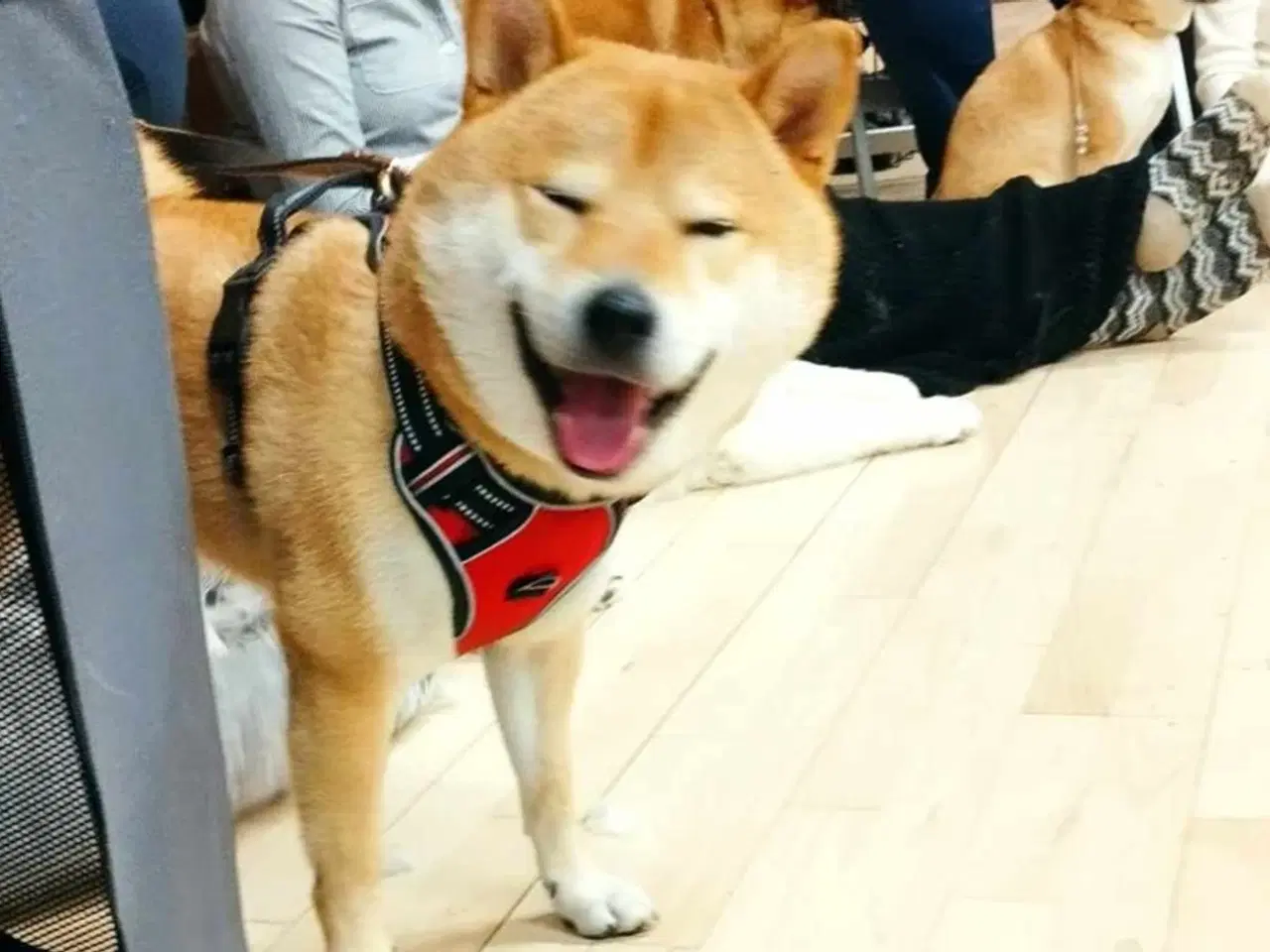 Billede 1 - Shiba Inu han på 23 mdr 