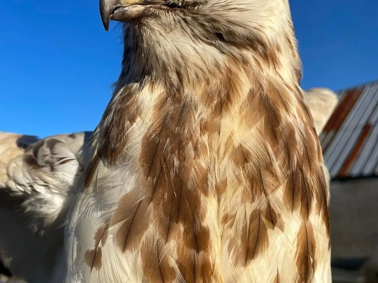 Billede 1 - Udstoppet stor musvåge