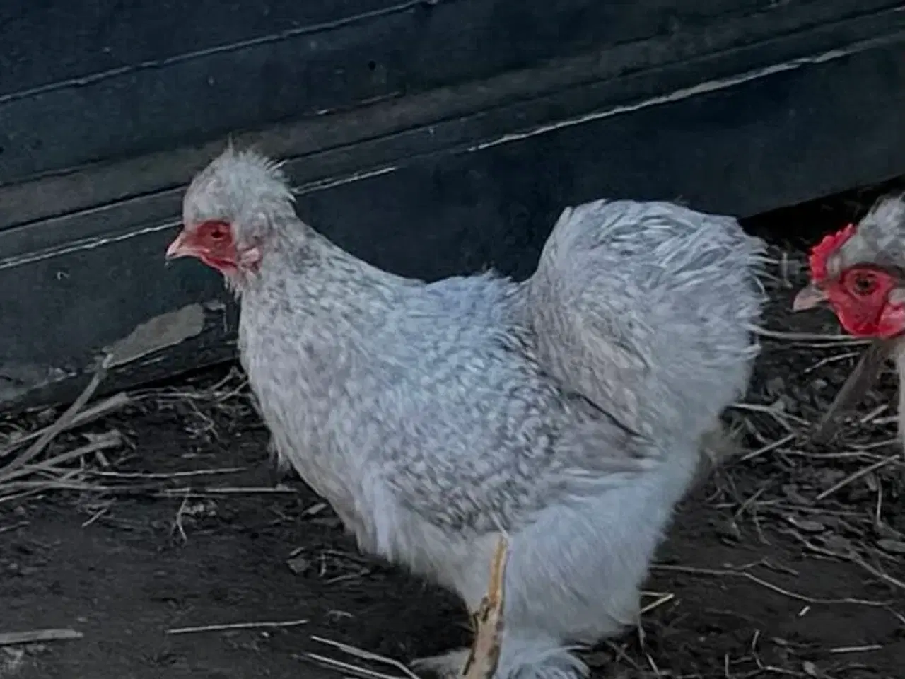 Billede 2 - 5 mellem store flotte silke høns