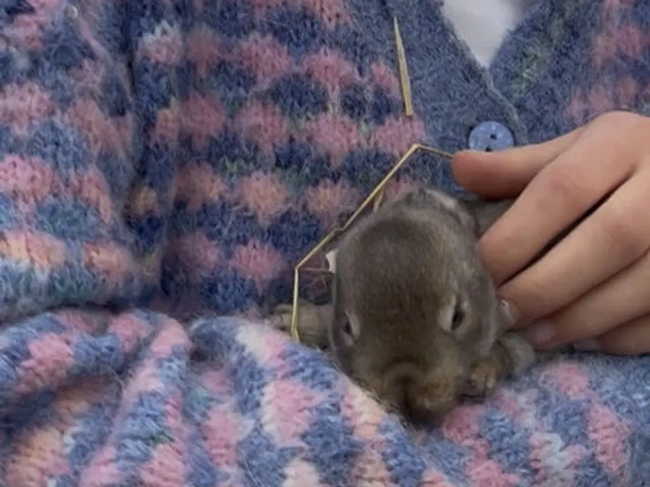 Billede 2 - Kaninunger søger nyt hjem