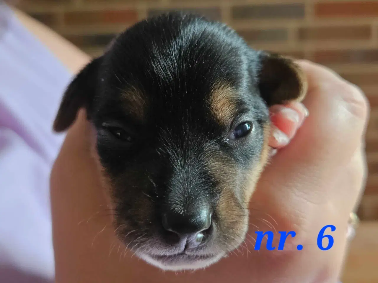 Billede 8 - Dansk svensk gårdhunde hvalpe