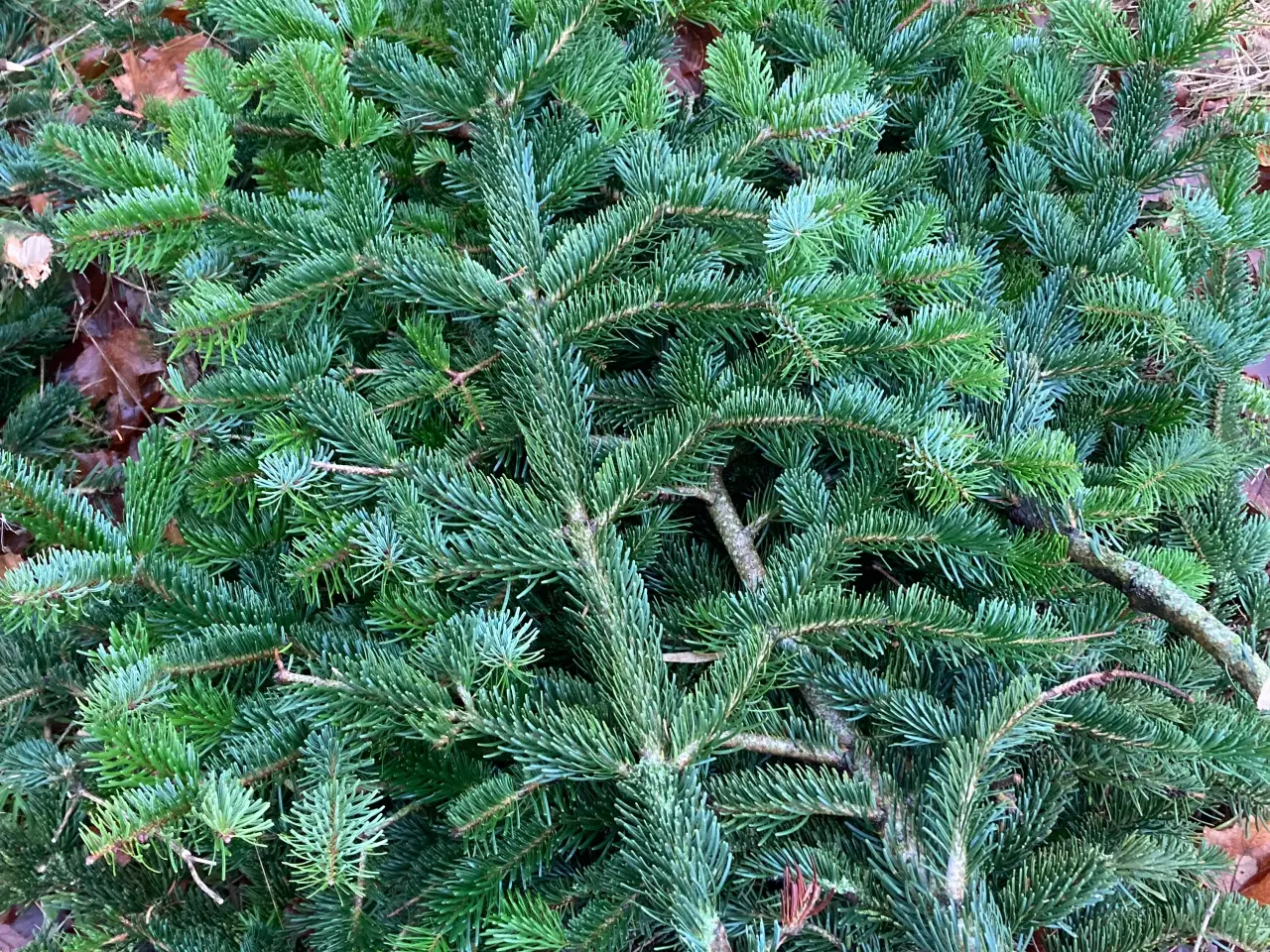 Billede 1 - Pyntegrønt normannsgran