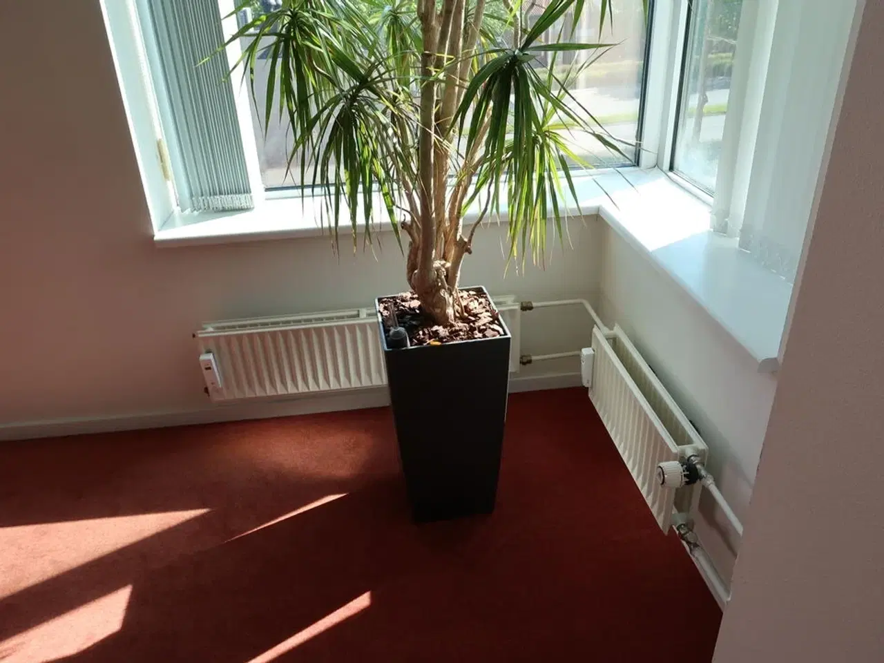 Billede 4 - Plante i krukke