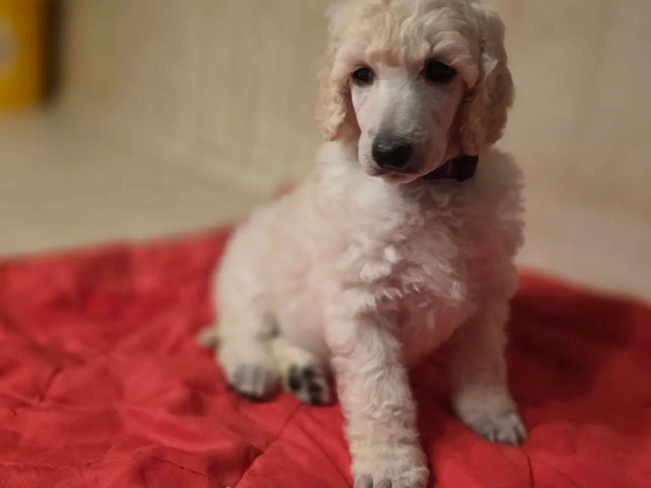 Billede 1 - Stor pudel hvalpe 