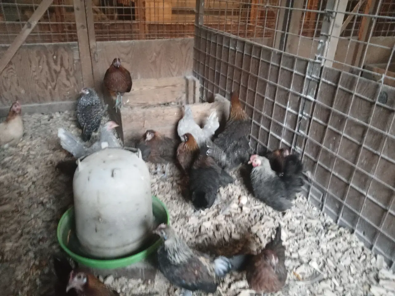 Billede 2 - Dværghøns