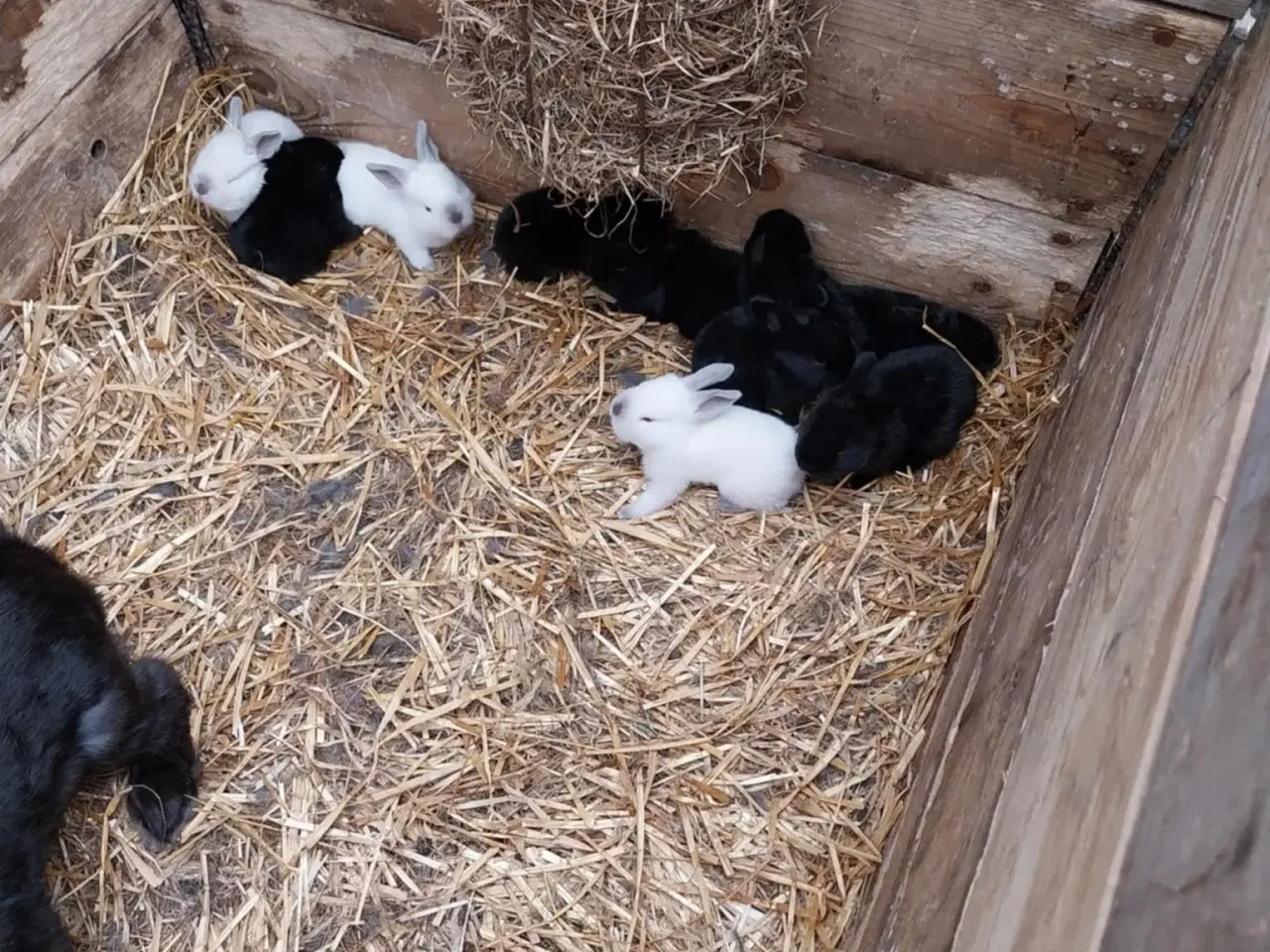 Billede 2 - Unge hankaniner (belgisk/tysk kæmpe) til salg i 68