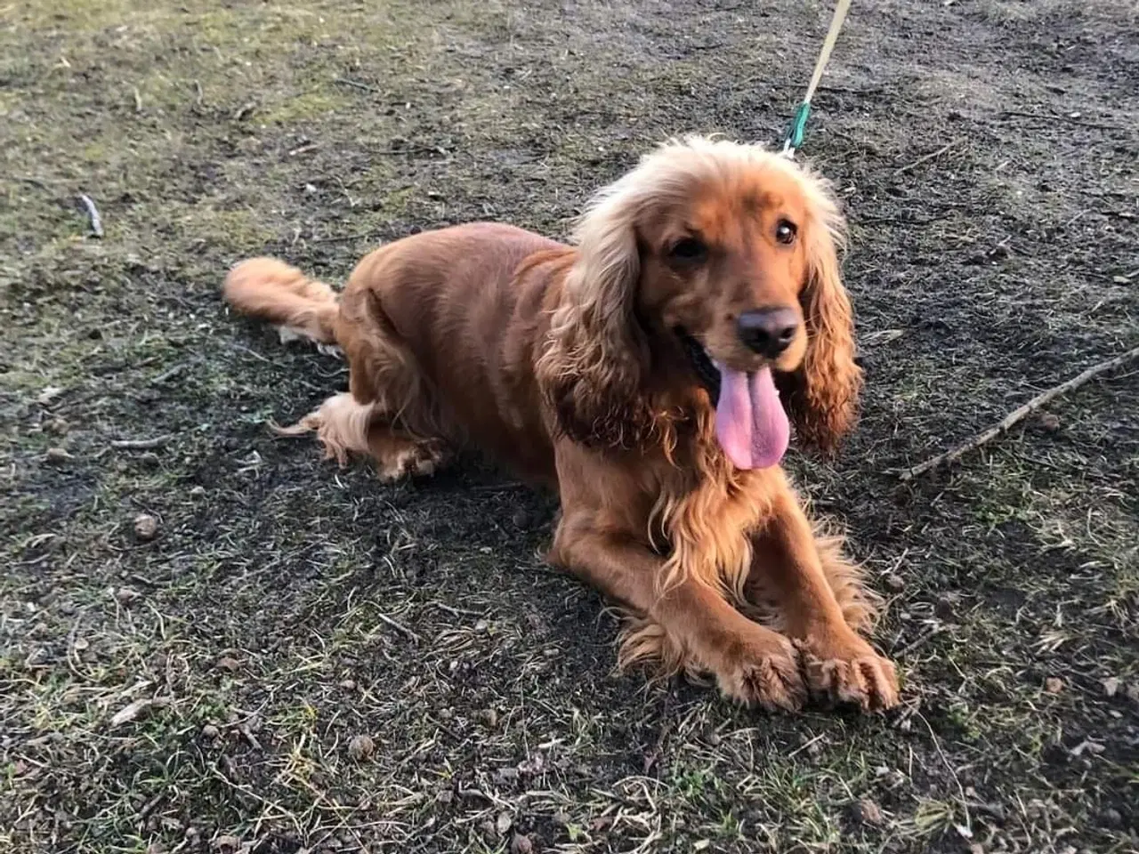 Billede 7 - Cockerspaniel hvalpe