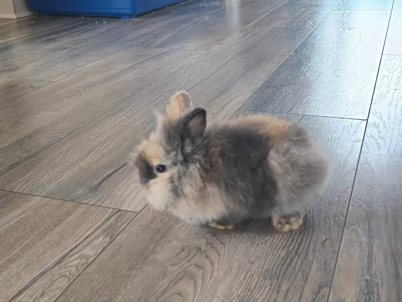 Billede 3 - Sød ung Teddy dværgkanin til salg 🐰 