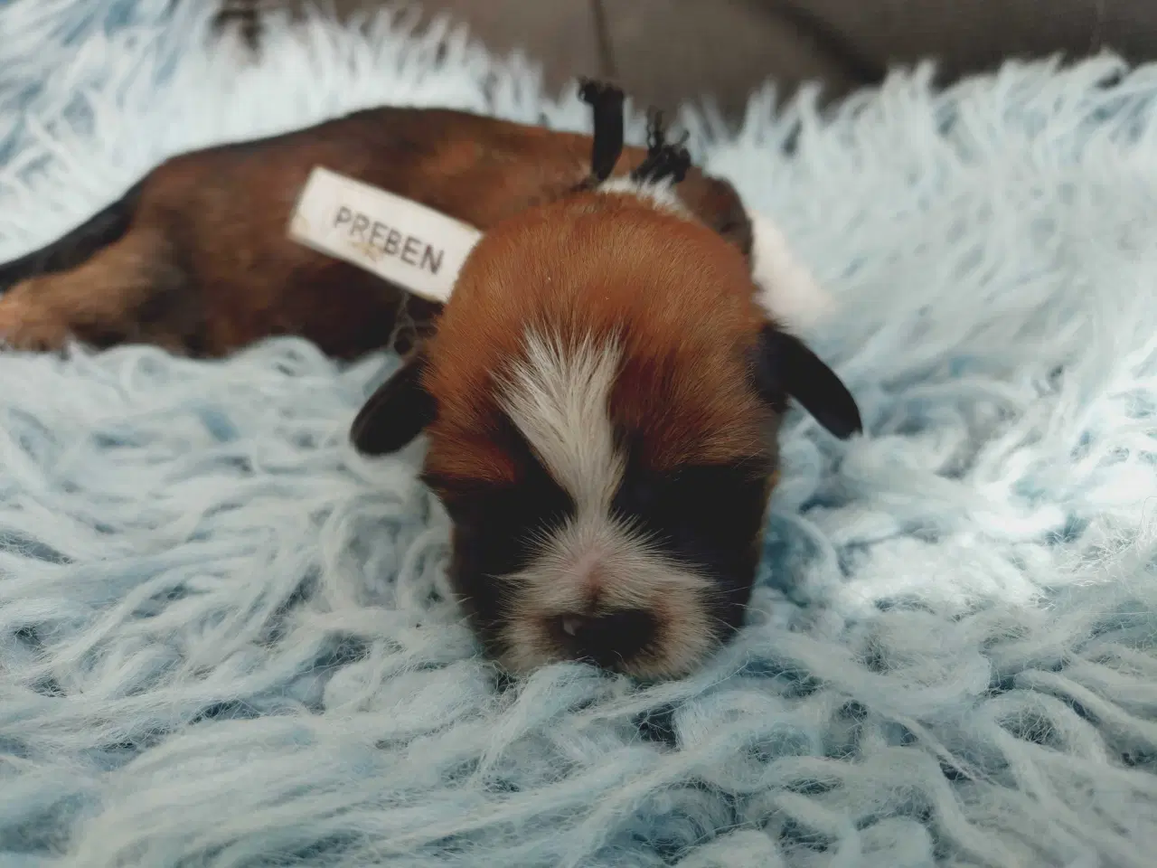 Billede 3 - Lhasa apso med stambog