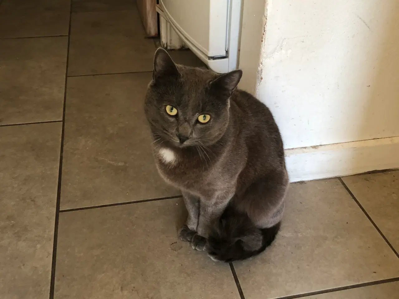 Billede 1 - Semi vildkat søger nyt hjem ude på landet 😺