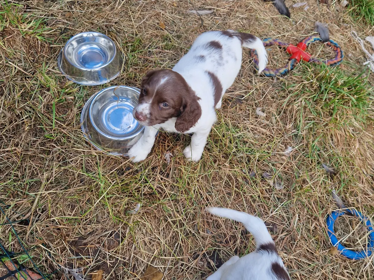 Billede 9 - Søde hvalpe - engelsk springer spaniel  FT og Bob