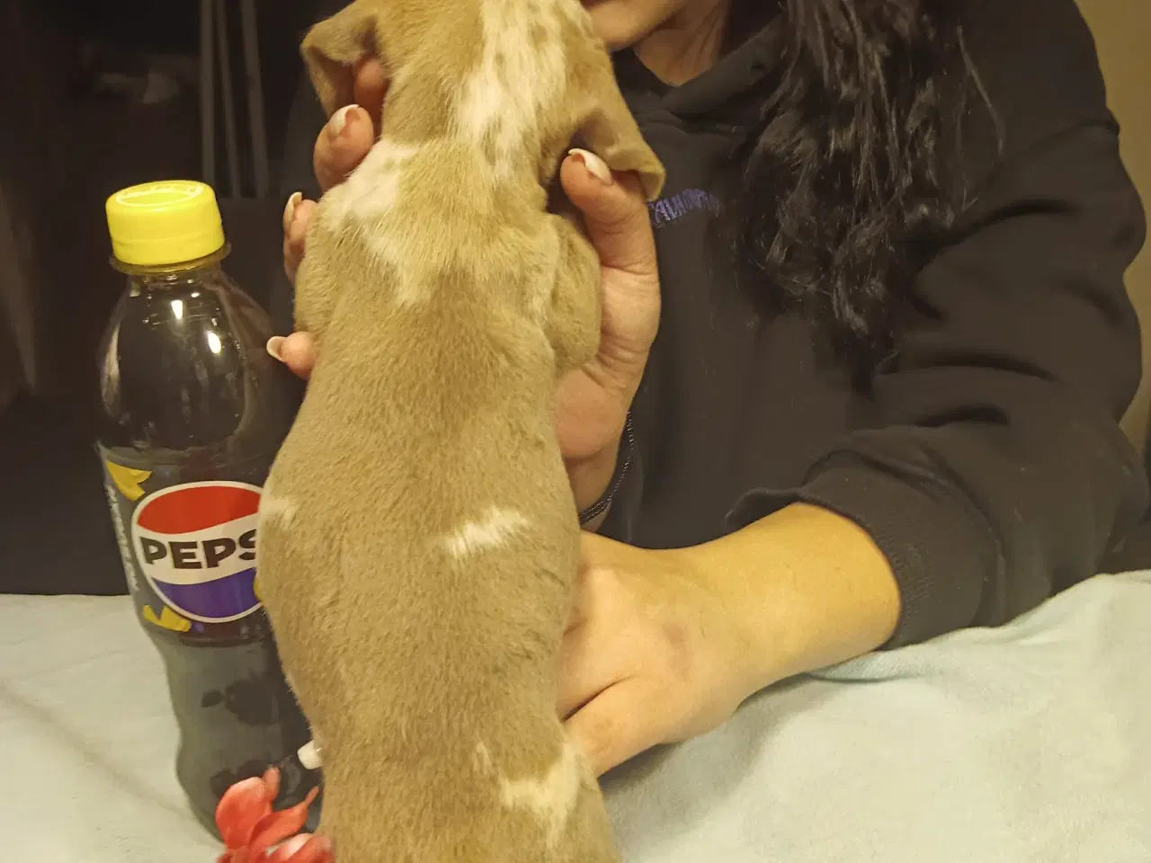 Billede 2 - Miniature gravhund