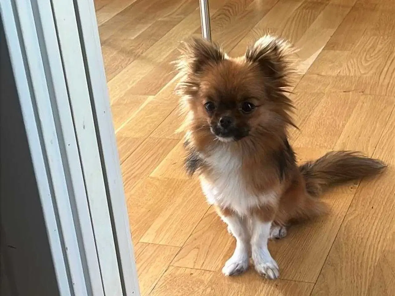Billede 5 - Pomeranian han hund 