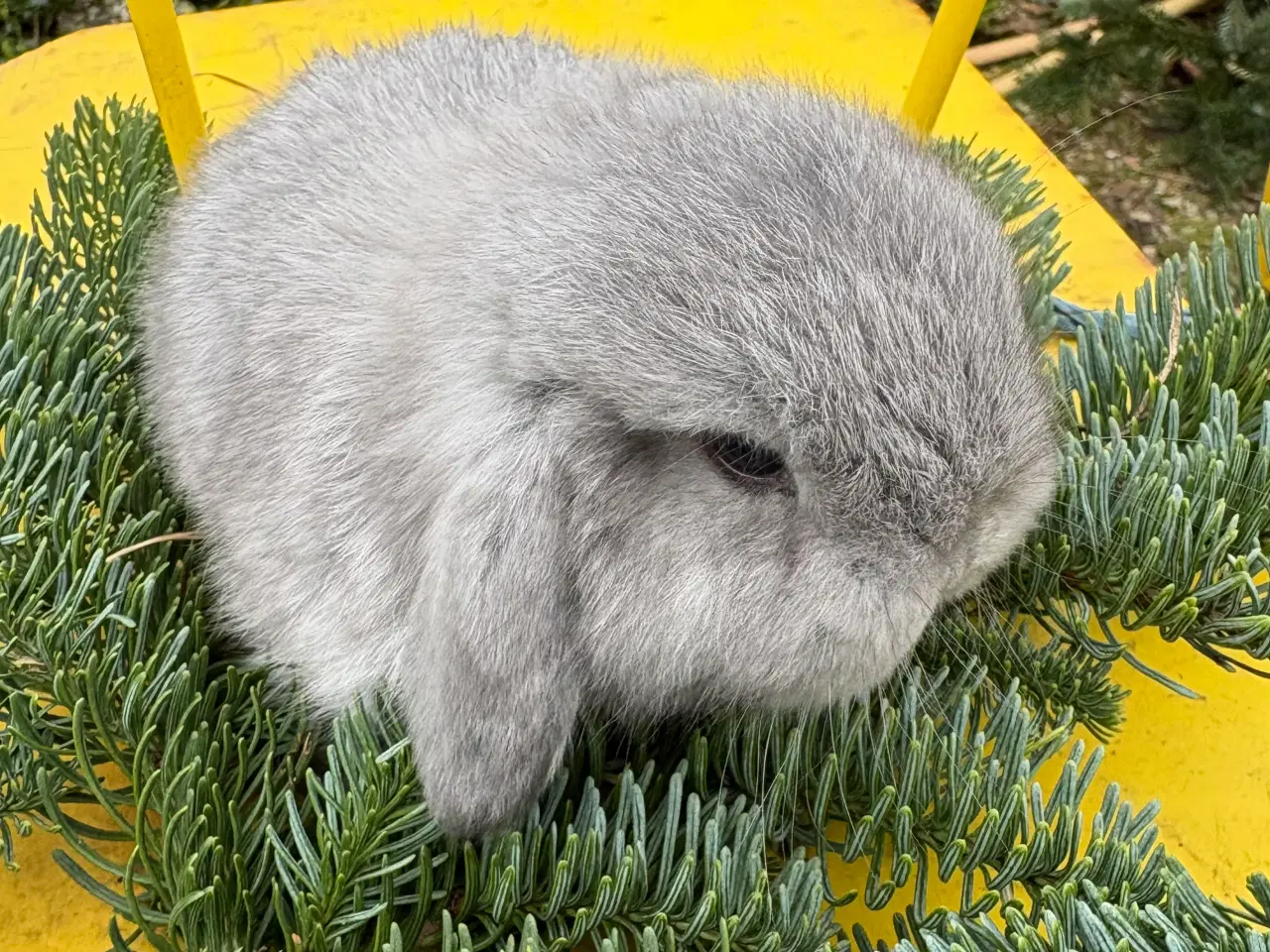 Billede 1 - Minilops 