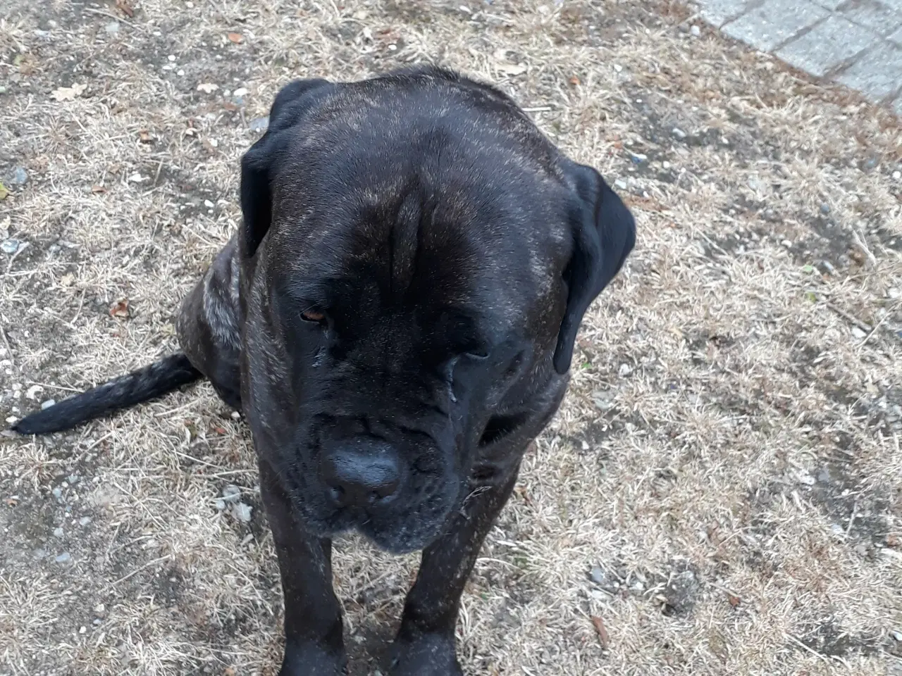 Billede 10 - Cane Corso Hvalpe Sælges. Læs helle teksten. 