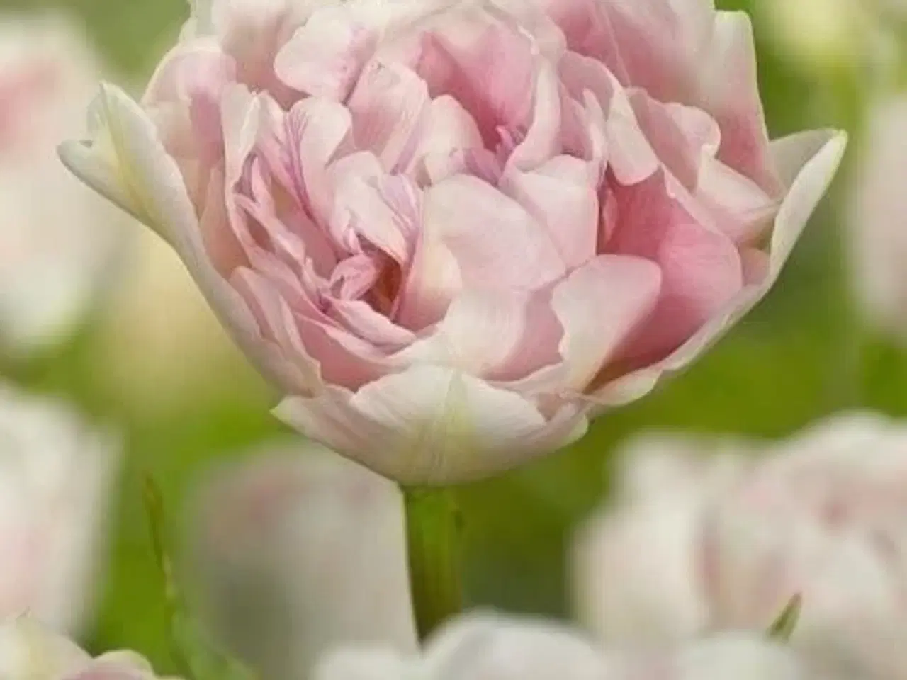 Billede 1 - Tulipanløg, Romantisk Dobbelttulipan "Angelique"