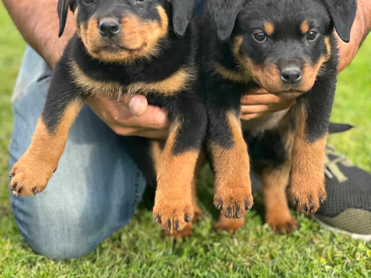 Billede 2 - Rottweiler hvalpe 
